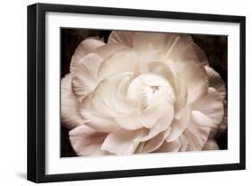 Elegant Ranunculus I-Christine Zalewski-Framed Art Print