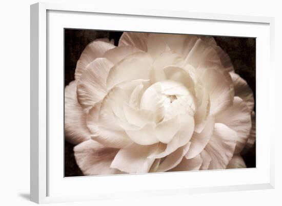 Elegant Ranunculus I-Christine Zalewski-Framed Art Print