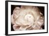 Elegant Ranunculus I-Christine Zalewski-Framed Art Print