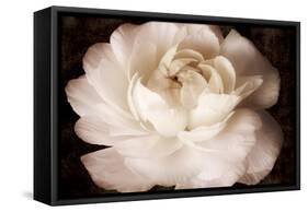 Elegant Ranunculus II-Christine Zalewski-Framed Stretched Canvas