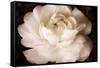 Elegant Ranunculus II-Christine Zalewski-Framed Stretched Canvas