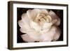 Elegant Ranunculus II-Christine Zalewski-Framed Premium Giclee Print