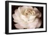 Elegant Ranunculus II-Christine Zalewski-Framed Premium Giclee Print