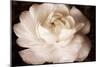 Elegant Ranunculus II-Christine Zalewski-Mounted Premium Giclee Print