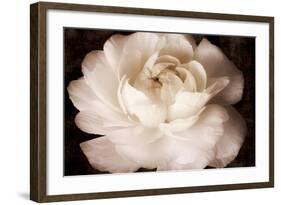 Elegant Ranunculus II-Christine Zalewski-Framed Art Print