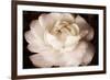 Elegant Ranunculus II-Christine Zalewski-Framed Art Print