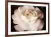 Elegant Ranunculus II-Christine Zalewski-Framed Art Print