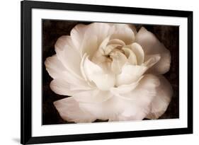 Elegant Ranunculus II-Christine Zalewski-Framed Art Print