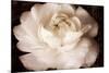 Elegant Ranunculus II-Christine Zalewski-Mounted Art Print