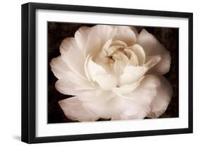 Elegant Ranunculus II-Christine Zalewski-Framed Art Print