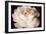 Elegant Ranunculus II-Christine Zalewski-Framed Art Print