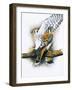 Elegant Raptor-Barbara Keith-Framed Giclee Print