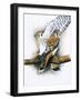 Elegant Raptor-Barbara Keith-Framed Giclee Print