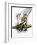 Elegant Raptor-Barbara Keith-Framed Giclee Print