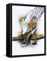 Elegant Raptor-Barbara Keith-Framed Stretched Canvas