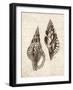 Elegant Shells I-N. Harbick-Framed Art Print