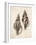 Elegant Shells I-N. Harbick-Framed Art Print