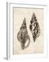 Elegant Shells I-N. Harbick-Framed Art Print