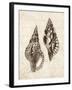 Elegant Shells I-N. Harbick-Framed Art Print