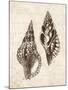 Elegant Shells I-N. Harbick-Mounted Art Print