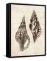 Elegant Shells I-N. Harbick-Framed Stretched Canvas