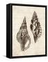 Elegant Shells I-N. Harbick-Framed Stretched Canvas