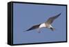 Elegant Tern Flys with Pipefish in it's Bill-Hal Beral-Framed Stretched Canvas