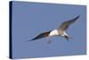 Elegant Tern Flys with Pipefish in it's Bill-Hal Beral-Stretched Canvas