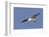 Elegant Tern Flys with Pipefish in it's Bill-Hal Beral-Framed Photographic Print