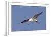 Elegant Tern Flys with Pipefish in it's Bill-Hal Beral-Framed Photographic Print