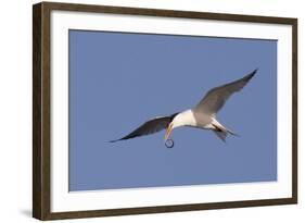 Elegant Tern Flys with Pipefish in it's Bill-Hal Beral-Framed Photographic Print