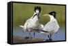 Elegant Tern Offers Fish to Potential Mate-Hal Beral-Framed Stretched Canvas