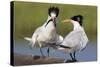 Elegant Tern Offers Fish to Potential Mate-Hal Beral-Stretched Canvas