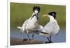 Elegant Tern Offers Fish to Potential Mate-Hal Beral-Framed Premium Photographic Print