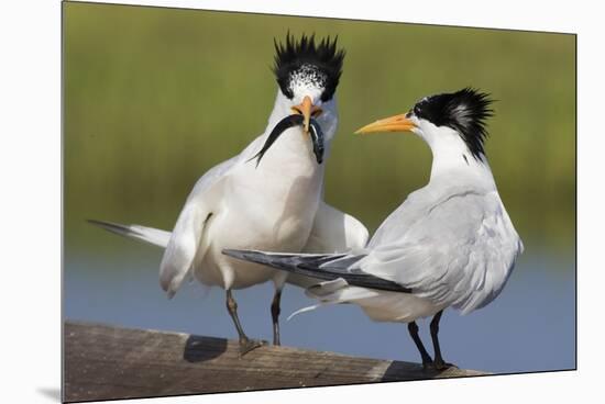 Elegant Tern Offers Fish to Potential Mate-Hal Beral-Mounted Premium Photographic Print