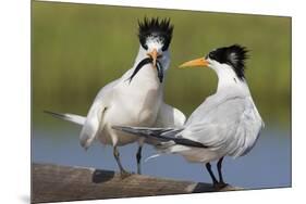 Elegant Tern Offers Fish to Potential Mate-Hal Beral-Mounted Premium Photographic Print