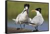Elegant Tern Offers Fish to Potential Mate-Hal Beral-Framed Stretched Canvas