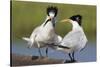 Elegant Tern Offers Fish to Potential Mate-Hal Beral-Stretched Canvas