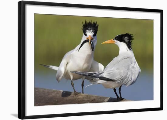 Elegant Tern Offers Fish to Potential Mate-Hal Beral-Framed Photographic Print