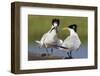 Elegant Tern Offers Fish to Potential Mate-Hal Beral-Framed Photographic Print