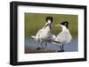 Elegant Tern Offers Fish to Potential Mate-Hal Beral-Framed Photographic Print