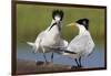 Elegant Tern Offers Fish to Potential Mate-Hal Beral-Framed Photographic Print