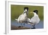 Elegant Tern Offers Fish to Potential Mate-Hal Beral-Framed Photographic Print