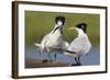 Elegant Tern Offers Fish to Potential Mate-Hal Beral-Framed Photographic Print