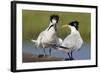 Elegant Tern Offers Fish to Potential Mate-Hal Beral-Framed Photographic Print