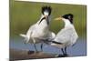 Elegant Tern Offers Fish to Potential Mate-Hal Beral-Mounted Photographic Print