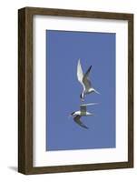 Elegant Terns in Flight-Hal Beral-Framed Photographic Print