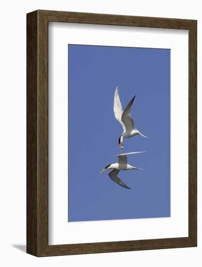 Elegant Terns in Flight-Hal Beral-Framed Photographic Print