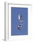 Elegant Terns in Flight-Hal Beral-Framed Photographic Print