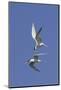 Elegant Terns in Flight-Hal Beral-Mounted Photographic Print